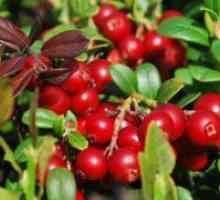 Lingonberry - korisna svojstva