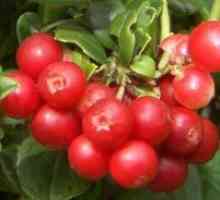 Lingonberry - koristi i štete