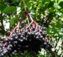 Elderberries - korisna svojstva i kontraindikacije