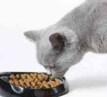 Što se hraniti britansku mačku?