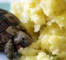 Što se hraniti kornjaču?