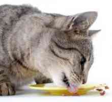 Što se hraniti kastriranog mačka?