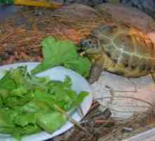 Što se hraniti kopnenu kornjaču u zimi?