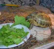 Što se hraniti zemljište kornjača?