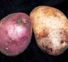 Krumpir iz Phytophthora ručkom prije sadnje?