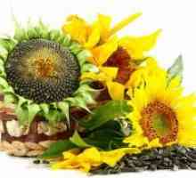 Kako korisno prženi sjemenke suncokreta?