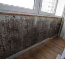 Kako ukloniti kalup od zidova u stanu?