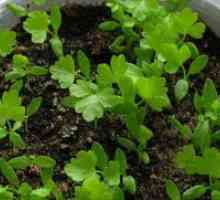 Stabljikom celera - uzgoj i njegu