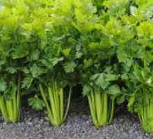 Stabljikom celera - uzgoj iz sjemena