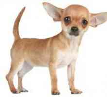 Chihuahua - opis pasmine, karakter