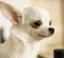 Chihuahua: održavanje i njega