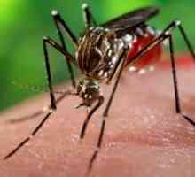 Koja pomaže djeci iz ujeda komaraca?