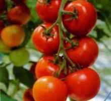 Što to znači determiniranost sorti rajčice?