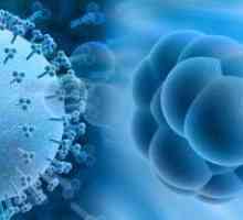 Infekcije citomegalovirusom - simptomi