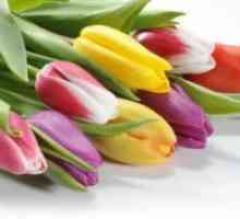 Tulipani u boji