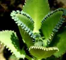 Cvijet Kalanchoe - ljekovita svojstva