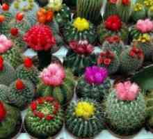 Cvatnje kaktus
