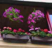 Cvijeće na balkonu