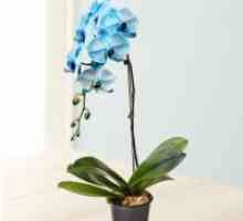 Kako voda orhideja phalaenopsis?