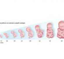 Formiranje fetus od nekoliko tjedana