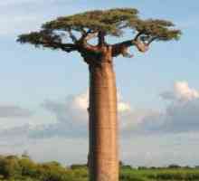 Gdje raste Baobab?