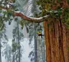 Gdje raste Sequoia?