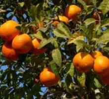 Gdje naranče rastu?