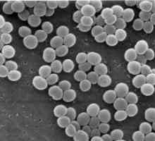 Hemolitički Staphylococcus