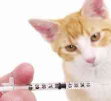 Hepatitis mačke