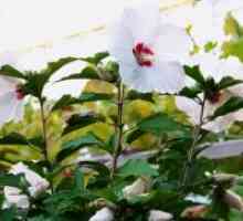 Hibiscus Garden - sklonište za zimu