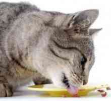 Hypoallergenic mačka jelo