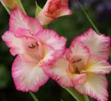 Gladioli - proljeće sadnju i njegu