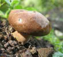 Gljive staje - koristi i štete