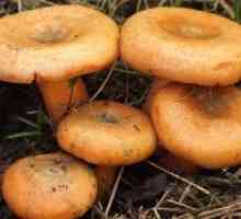 Gljive gljive - korisna svojstva