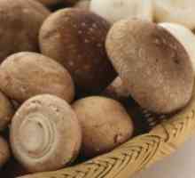 Shiitake gljive - korisna svojstva