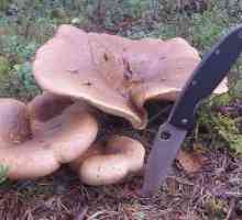 Gljive svinuhi - koristi i štete