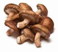 Gljive - koristi i štete