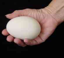 Guska jaja - koristi i štete