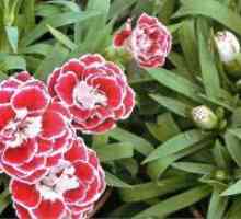 Dianthus chinensis - uzgoj iz sjemena