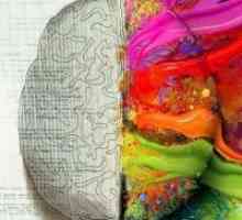 Razvoj desne strane mozga