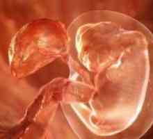 Implantacija embrija - znakovi