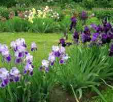 Sibirski Iris - sadnja i njega