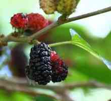 Mulberry bobica - koristi i štete