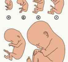 Embrija 2 tjedna