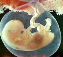 Embrija - 7 tjedana