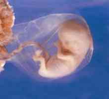 Embrija 8 tjedana