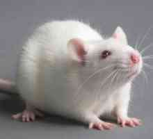 Zašto san bijelog štakora?