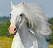 Zašto san bijelom konju?