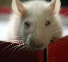 Zašto san bijelom mišu?