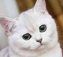 Zašto san bijelog mačka?